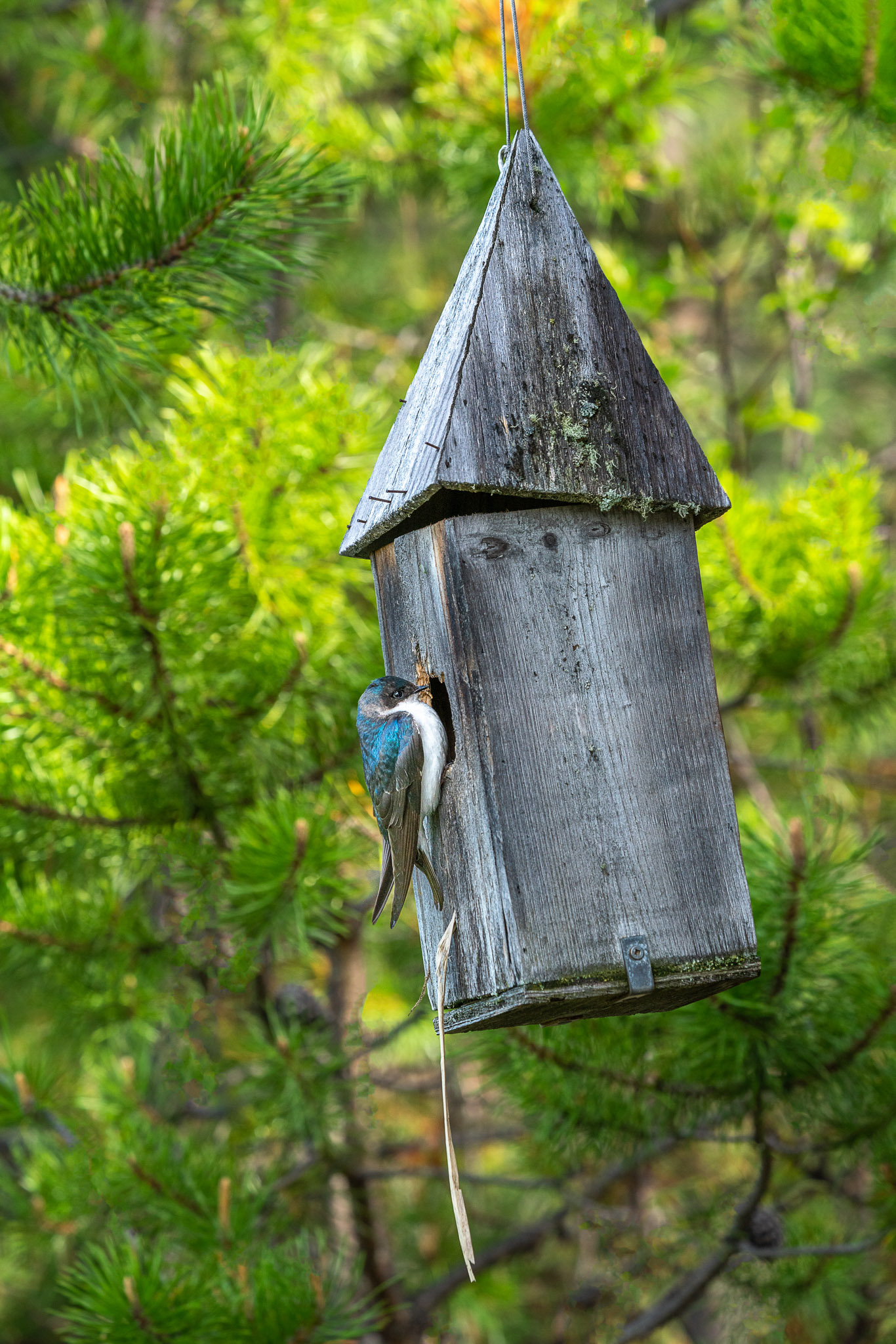 Swallow - Larry Citra