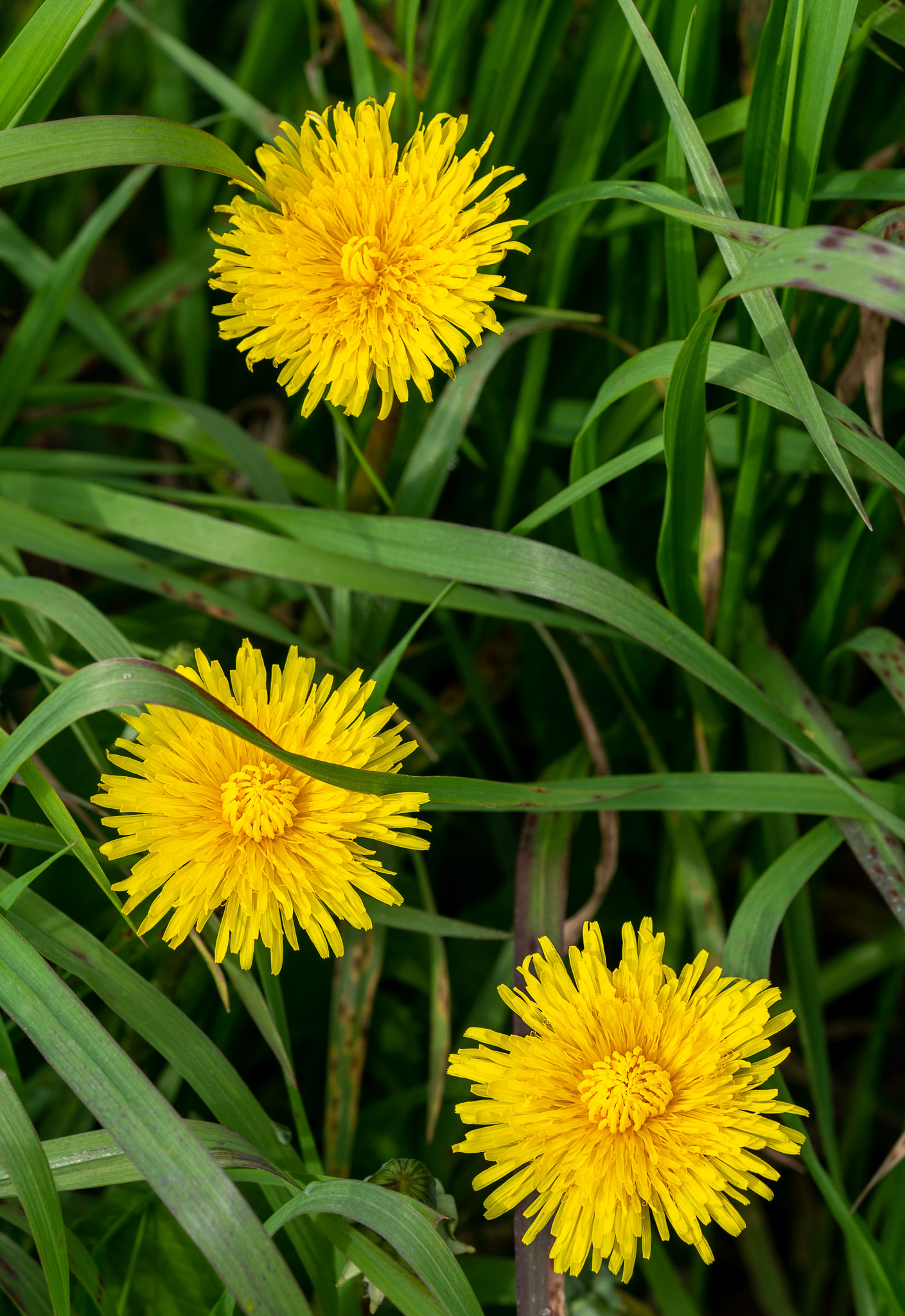 Three Dandelions - Larry Citra