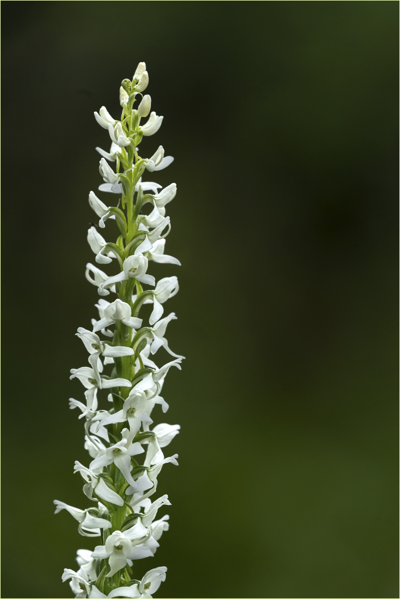 Hooded Ladies Tresses © Larry Citra