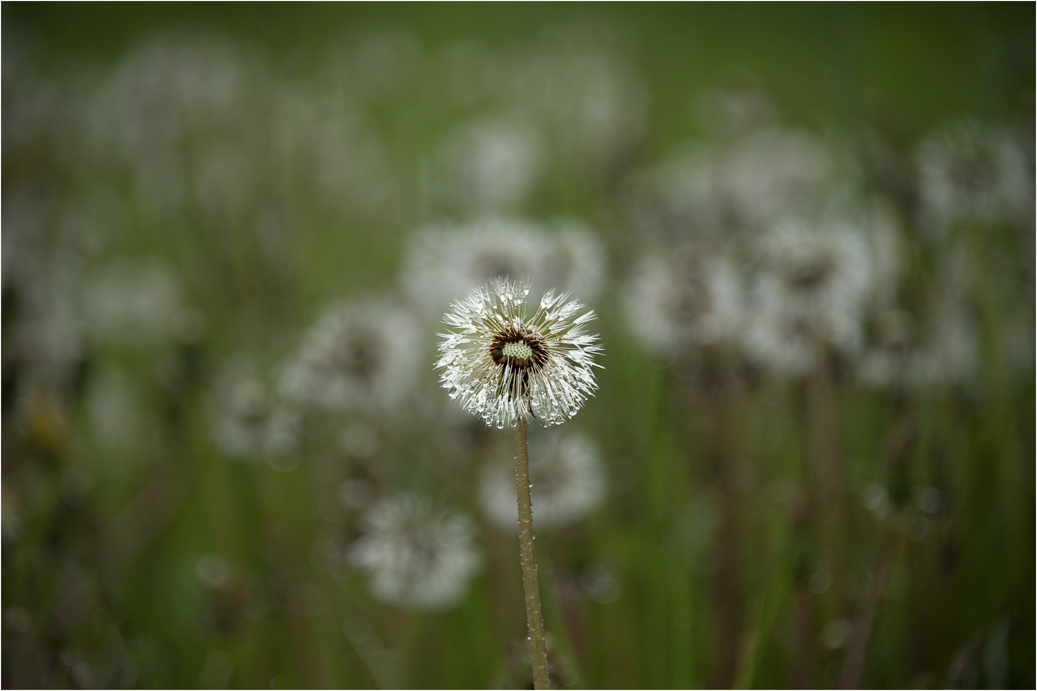 I guess you are wondering why I have gathered you all here today © Larry Citra_Stroked