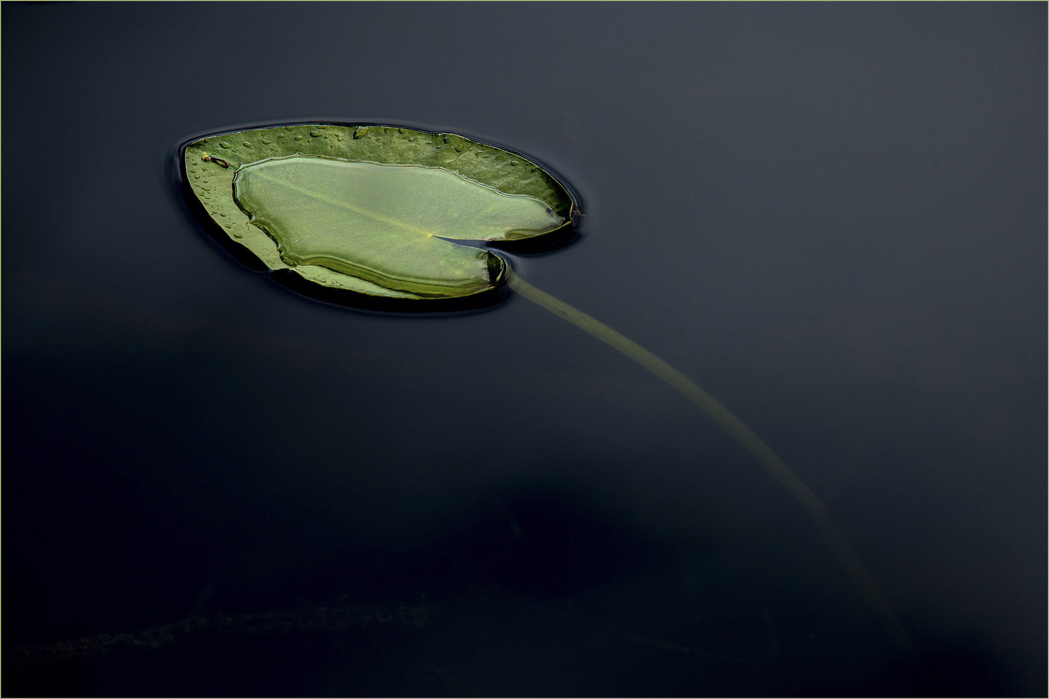 Lily Pad1 © Larry Citra_Stroked