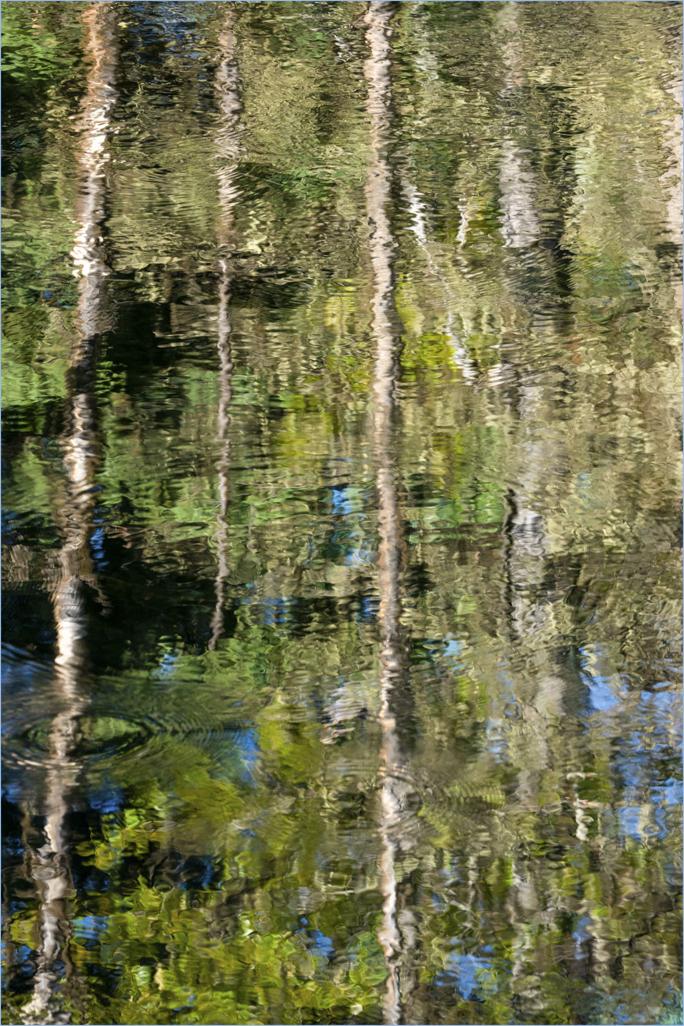 Monet Visits the Beaver Pond © Larry Citra