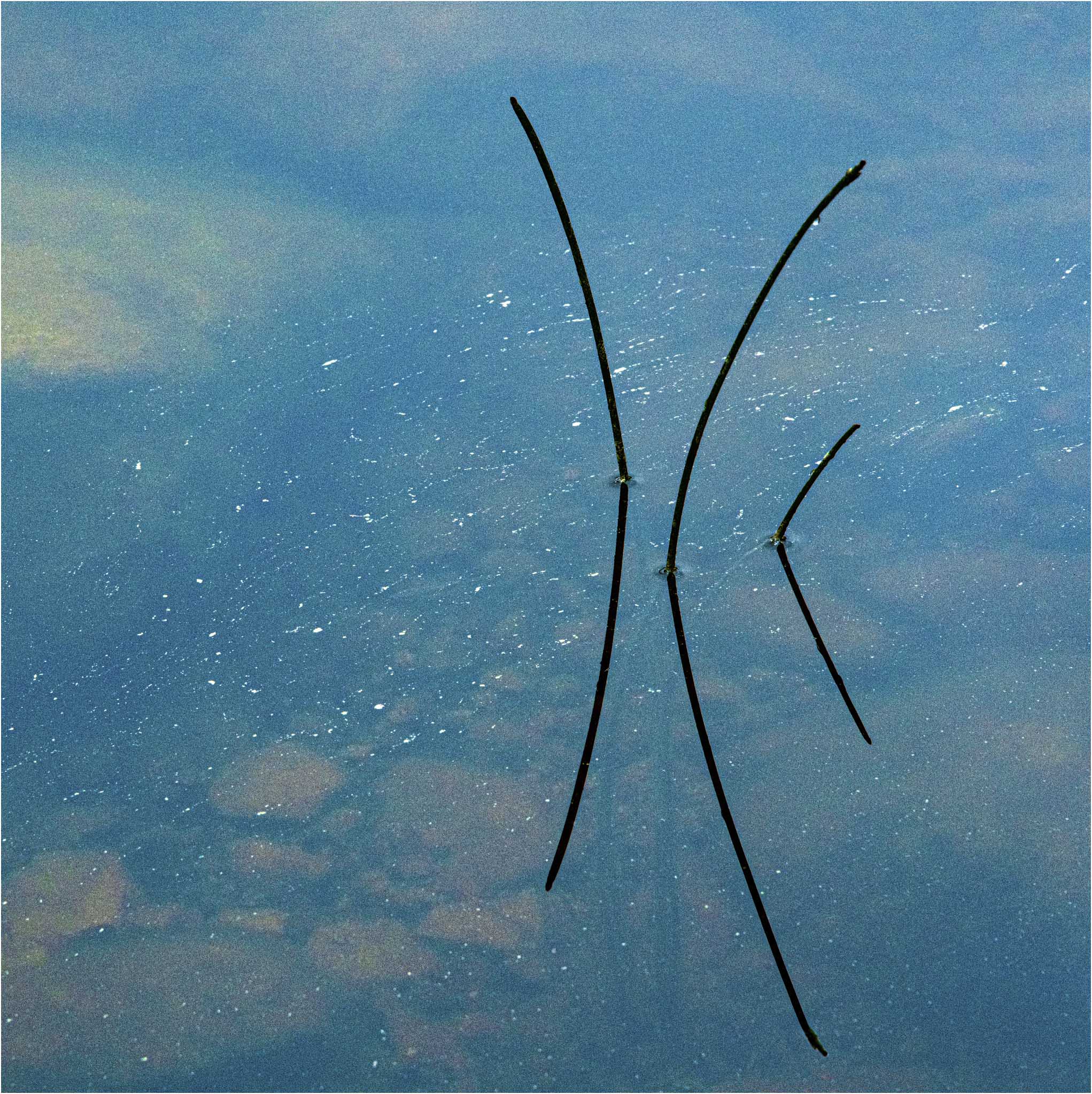 Reeds2 © Larry Citra_Stroked