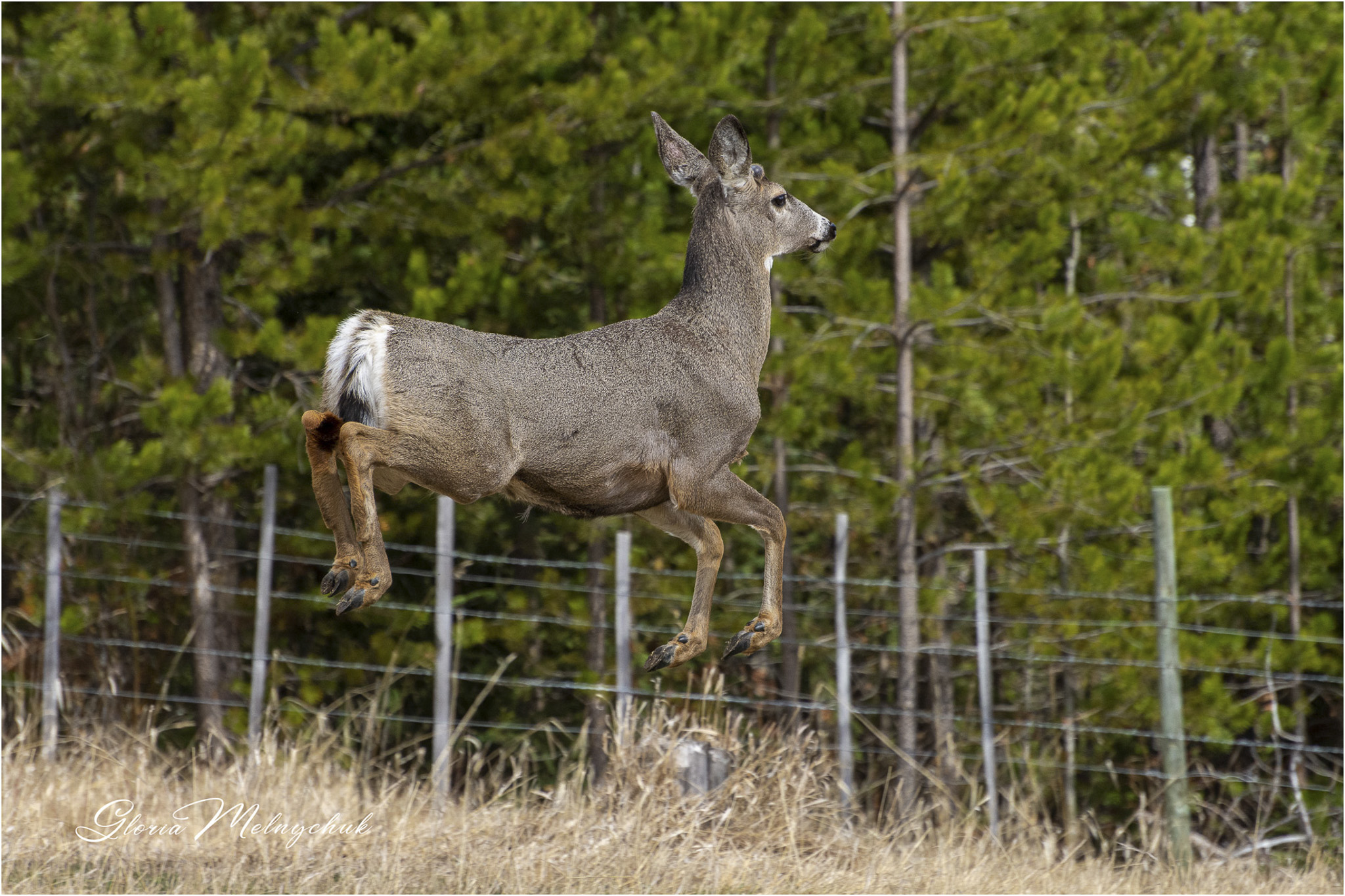 Up, up and away - Gloria Melnychuk _WGP3462