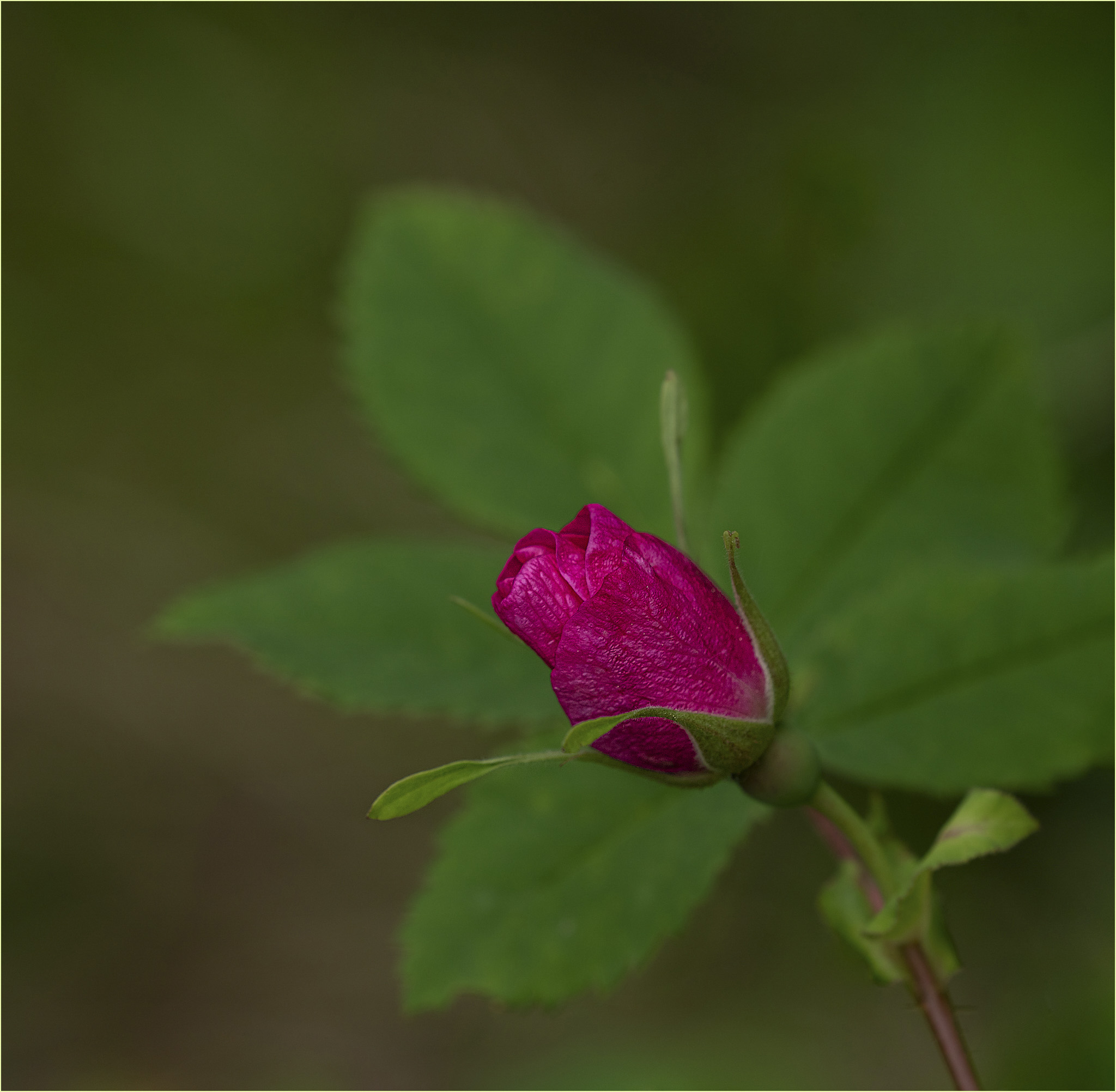 Wild Rose Bud1 © Larry Citra