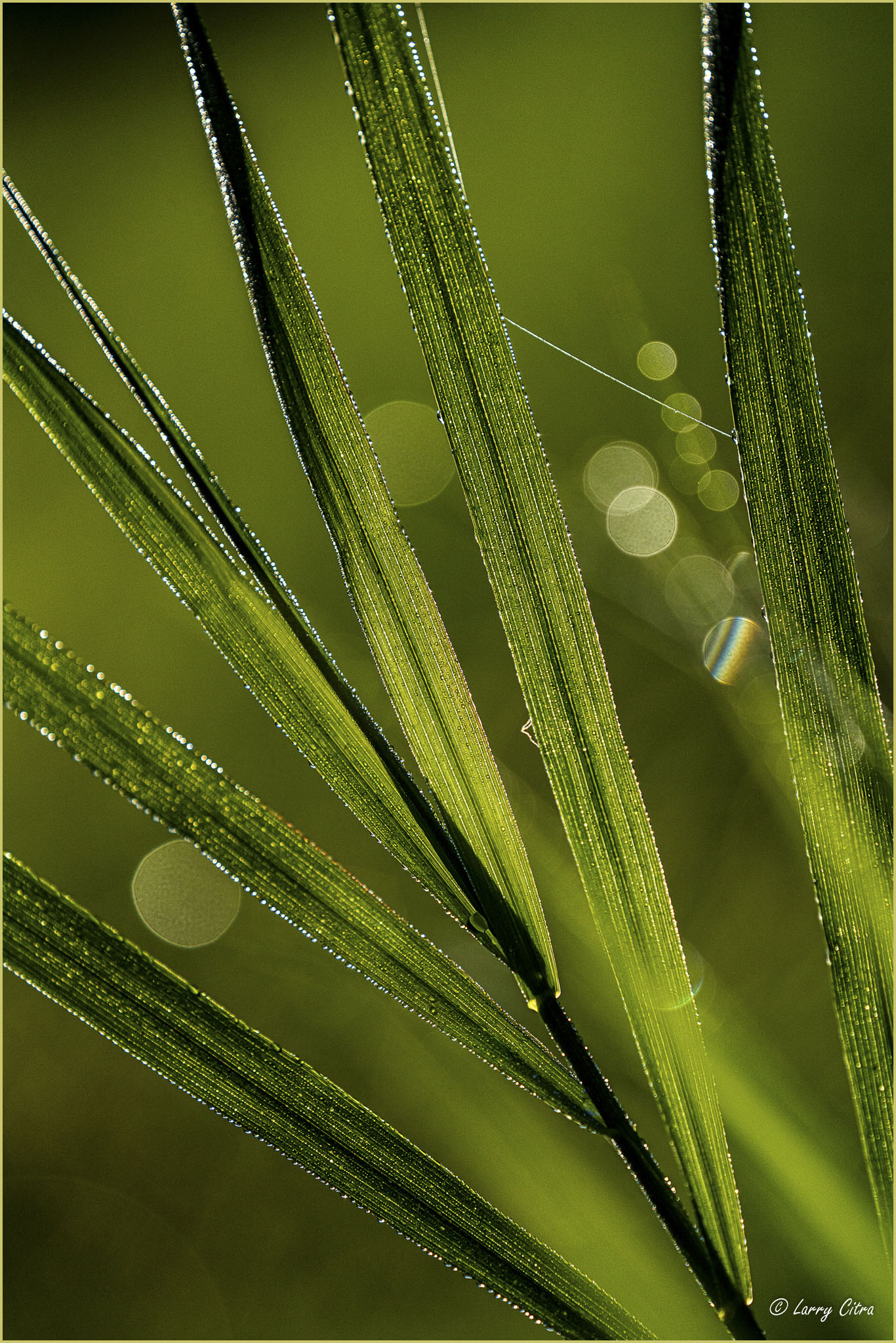 Duty Free Shop © Larry Citra