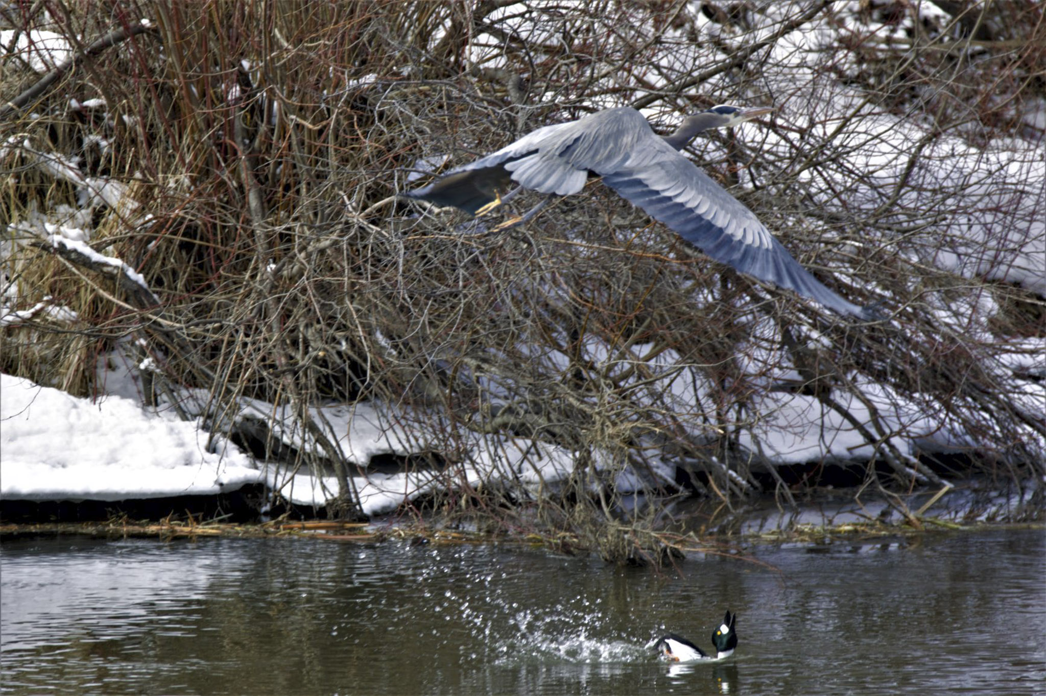 Great Blue Heron and Terrified Duck - Maureen Nelson