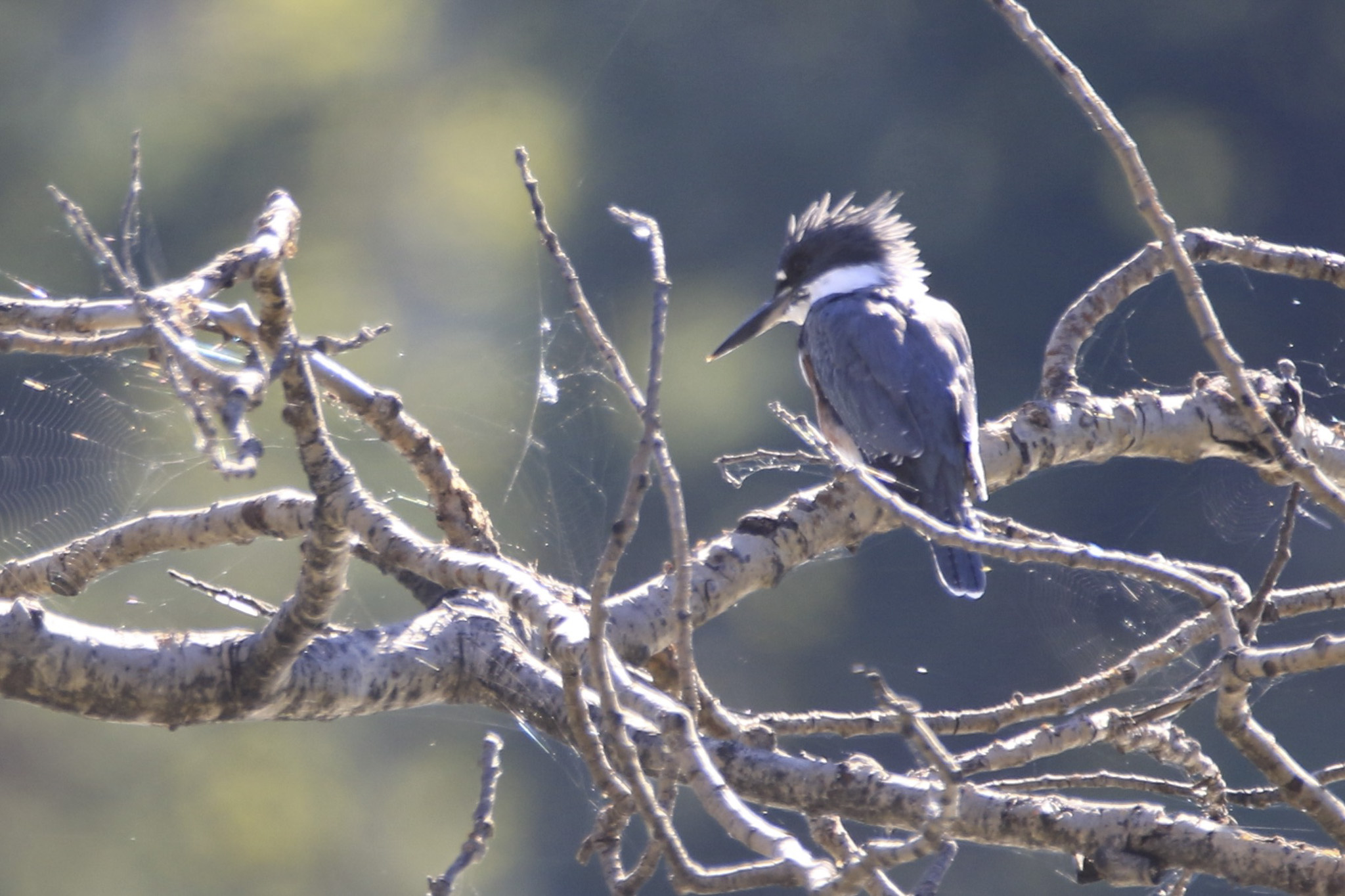 Belted Kingfisher