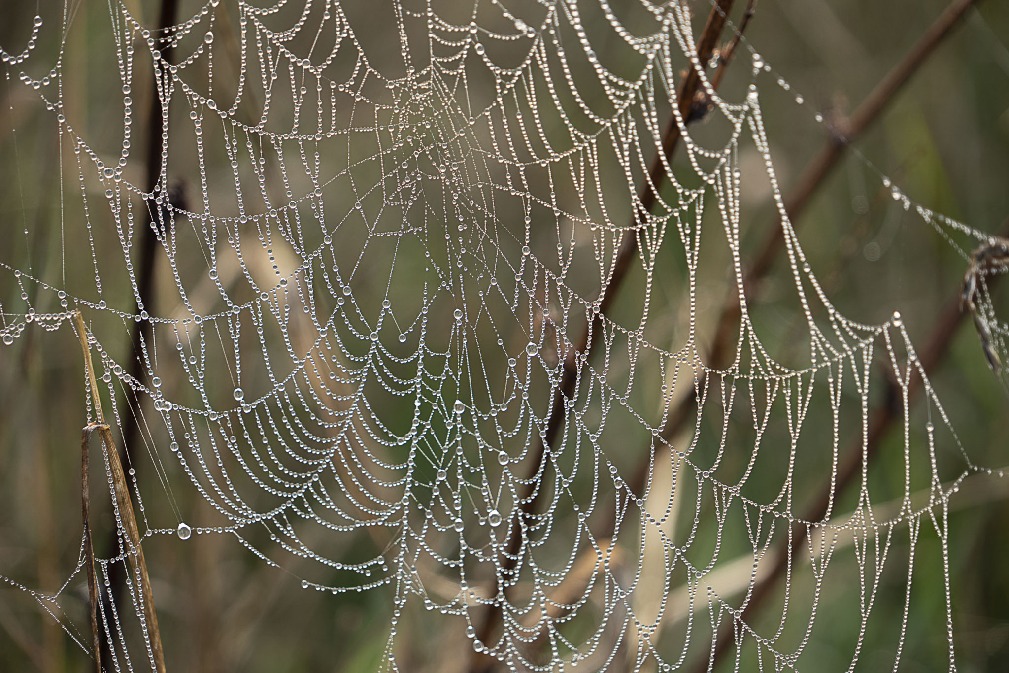Web With Dew - Larry Citra