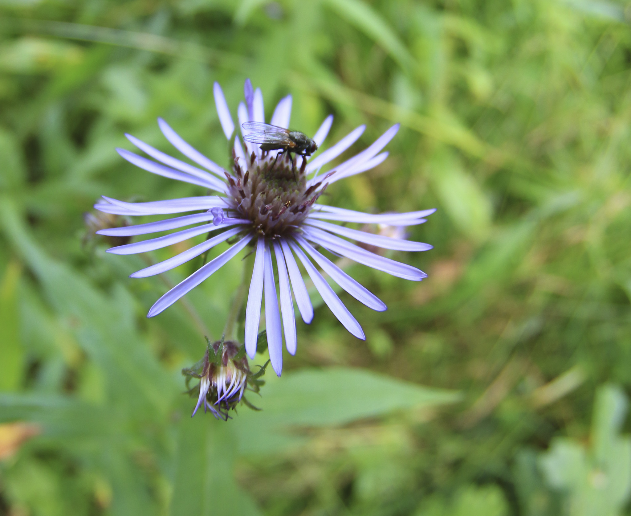 Eakin Creek Aster Fly - Doug Boyce