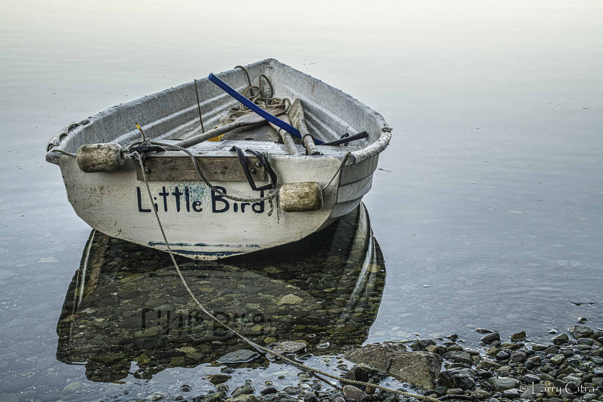 Little Bird © Larry Citra