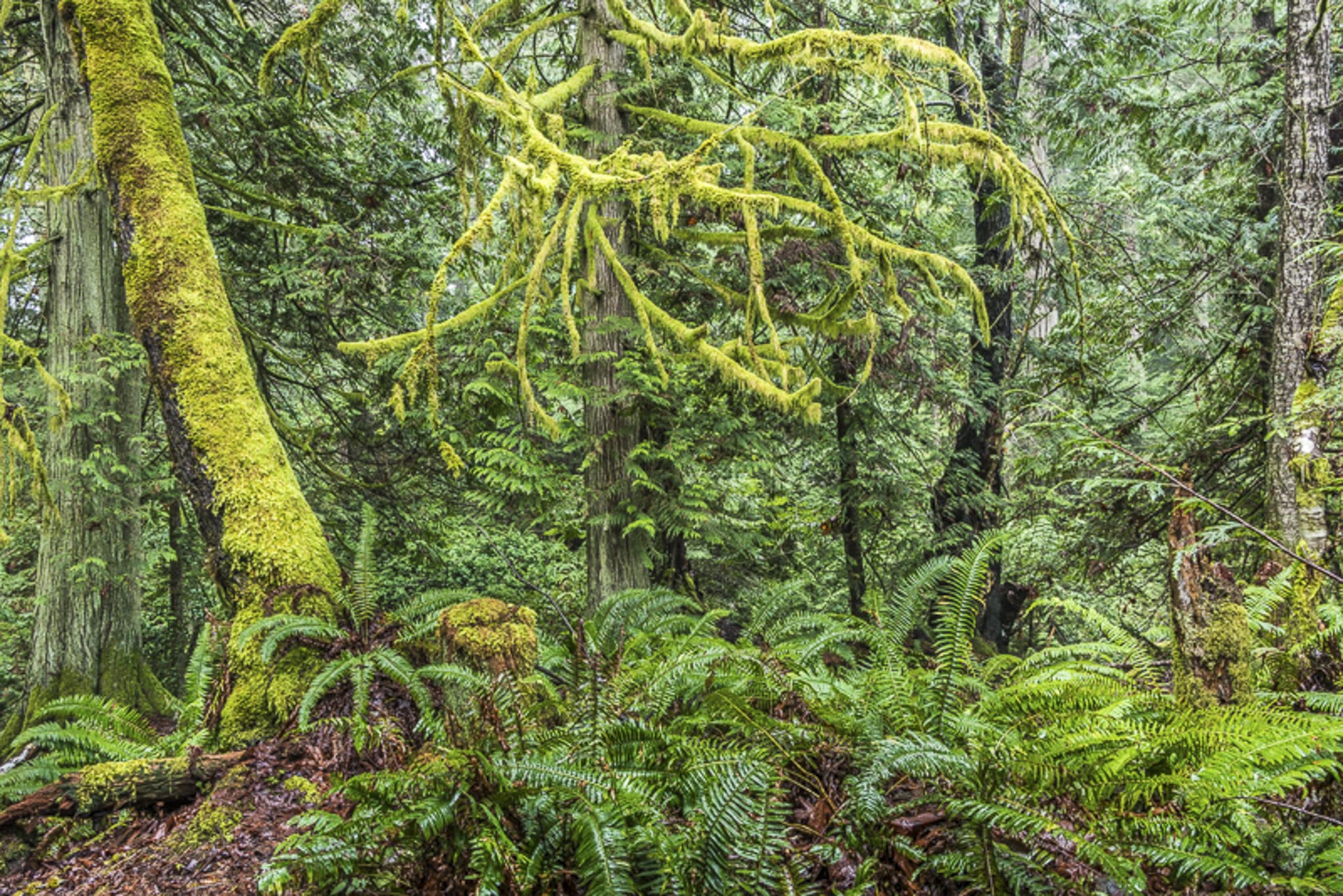 Salt Spring Island © Larry Citra