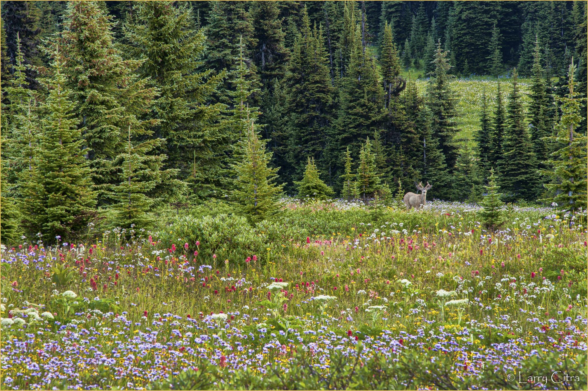 Trophy Mountains © Larry Citra