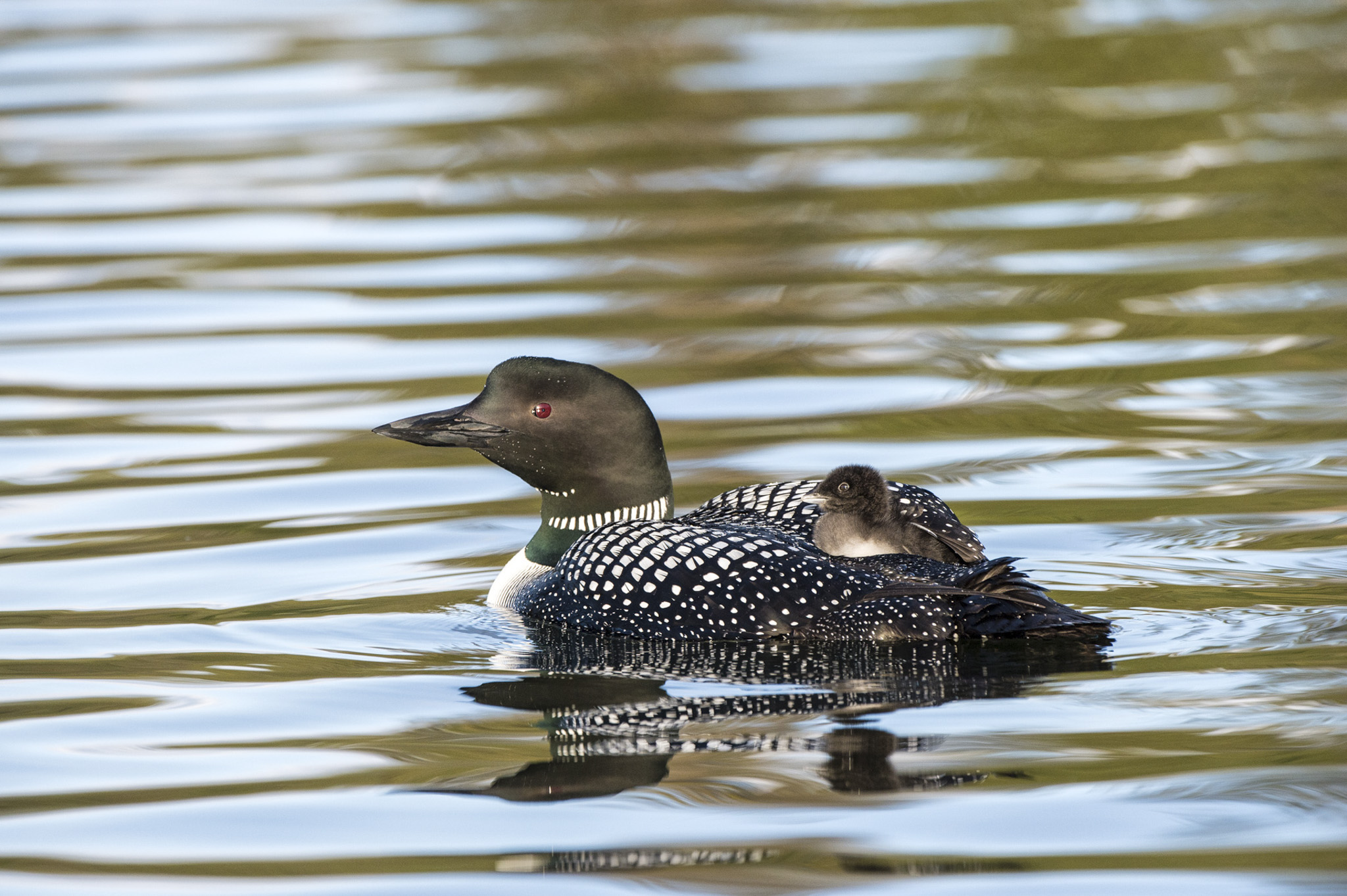 Loon and Chick © Larry Citra