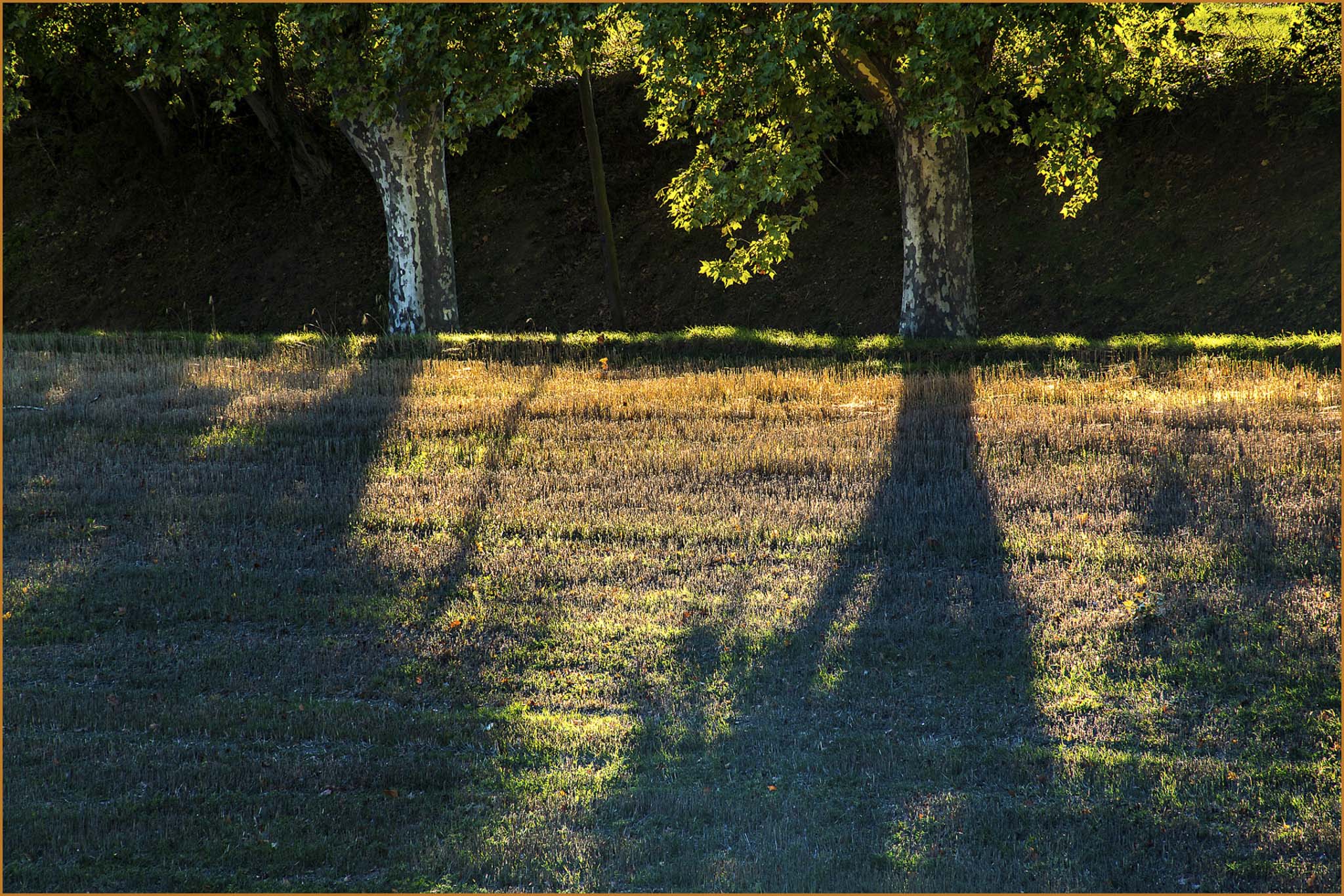 Plane Trees at Sunset, Provence, France © Larry Citra