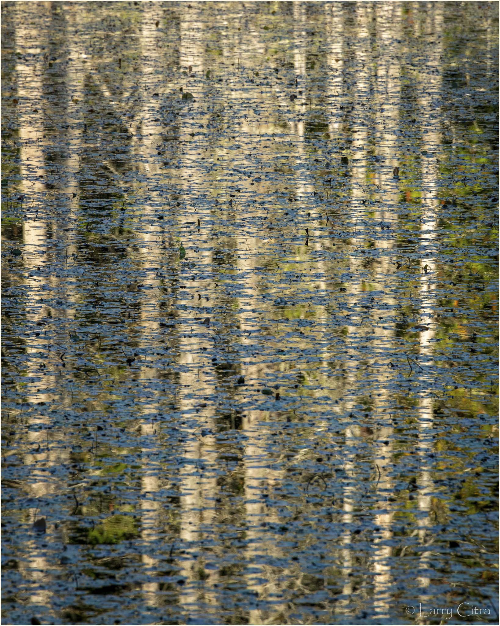 Pond Reflection