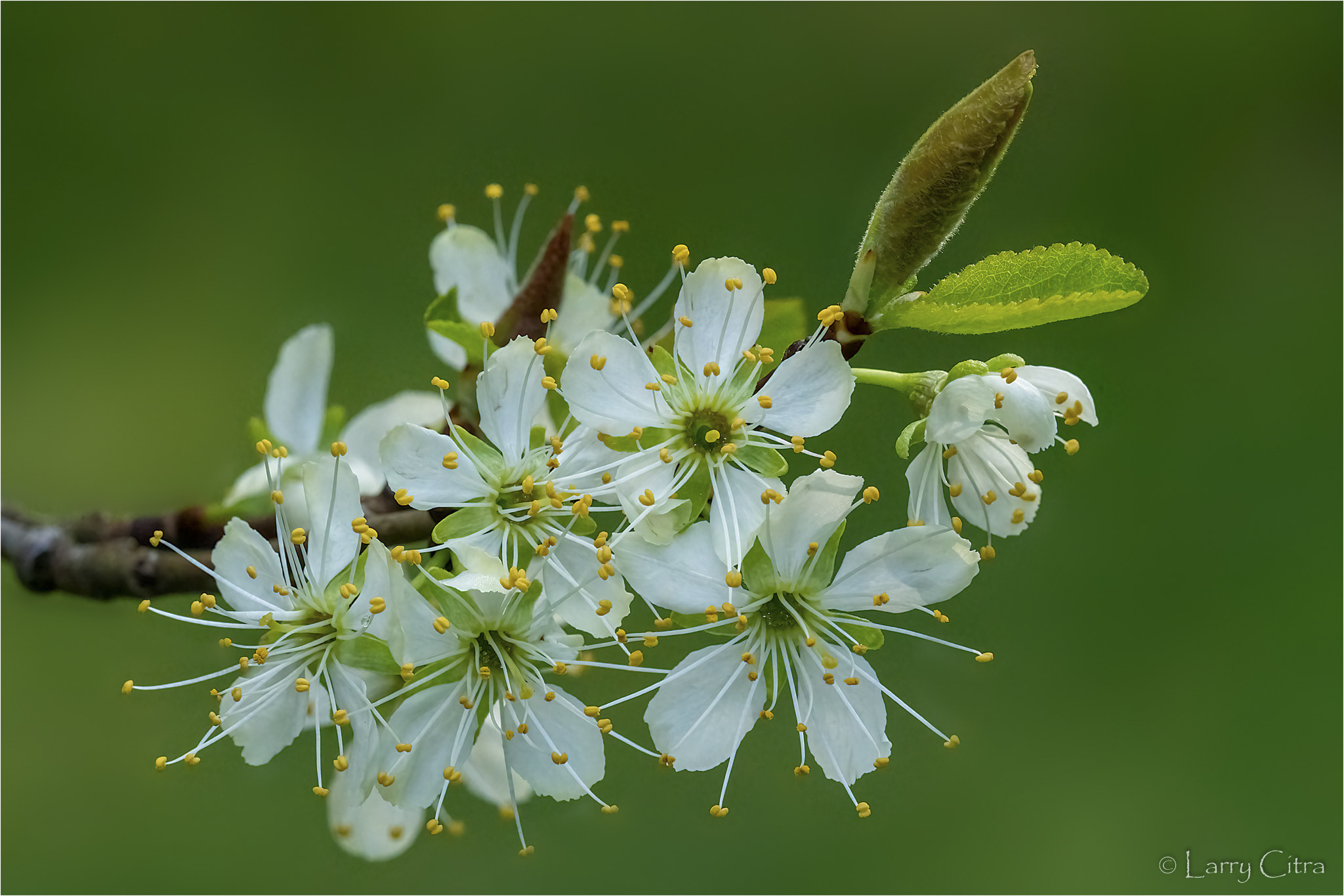 Larry Citra © Apple Blossoms