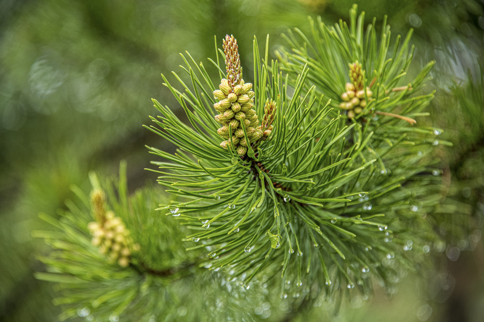 Larry Citra © After the Rain