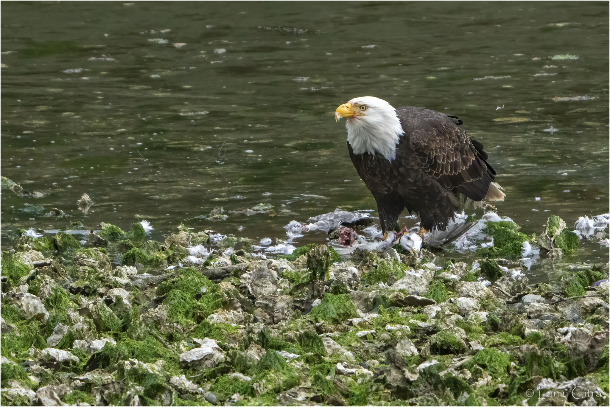 Larry Citra © Unlucky Duck