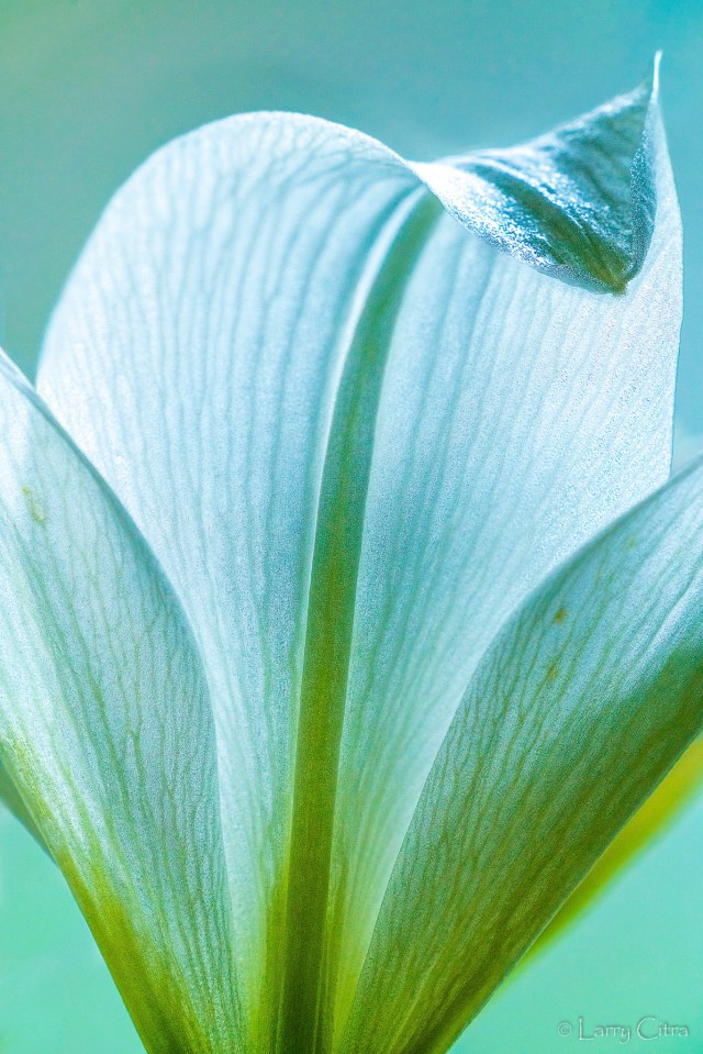 Larry Citra © Lily-2