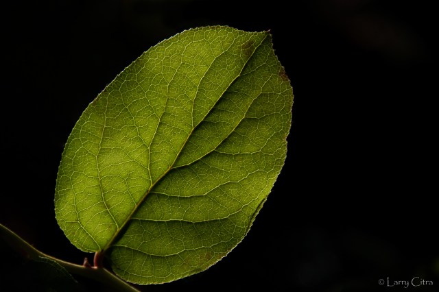 Larry Citra © Backlit Salal (Minimalism)