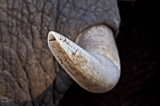 Nancy Cunningham min.  tusk